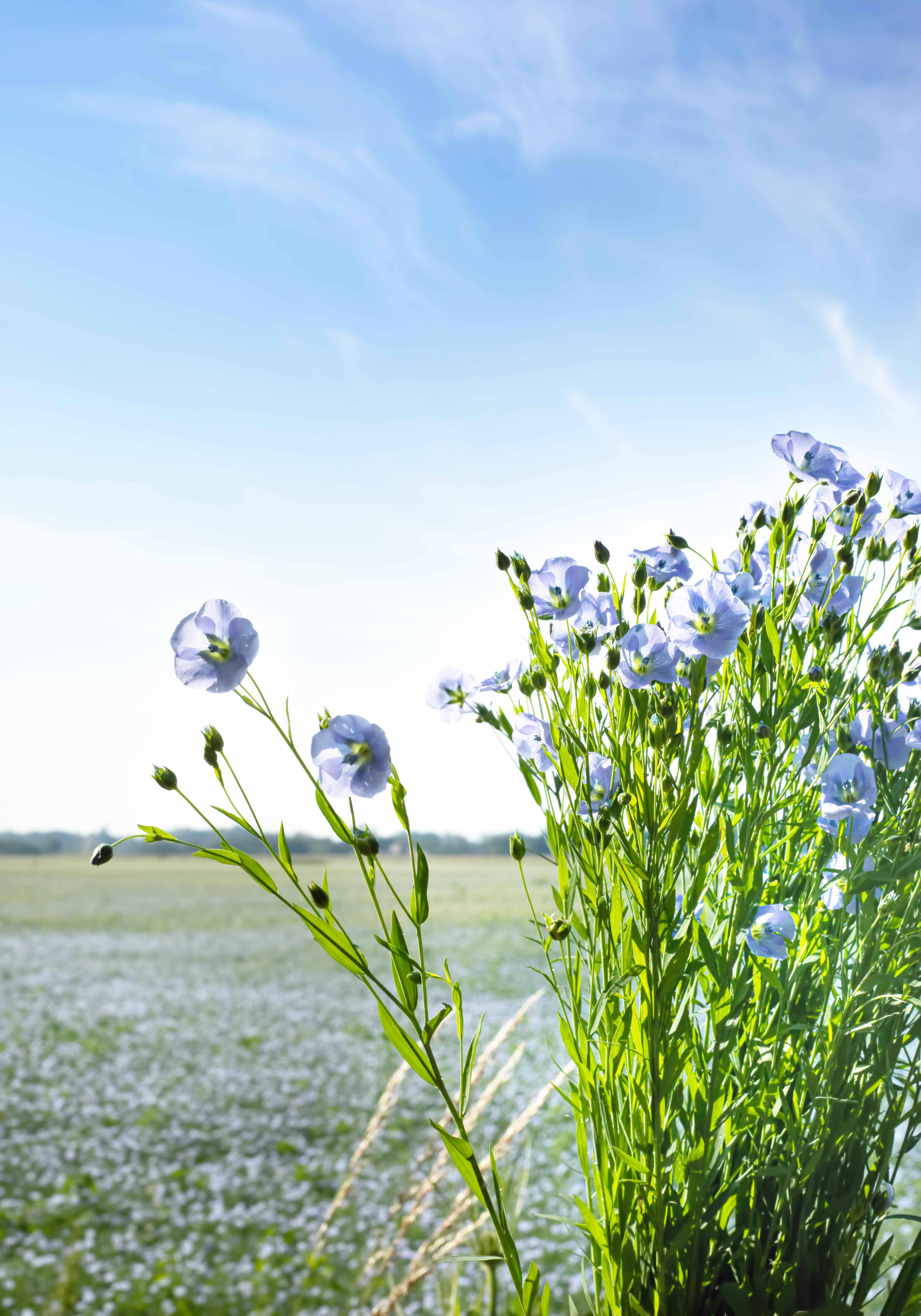 <span class="ezstring-field">kl_flax_active-ingredient_field_plant_2019 -1- 367x460</span>